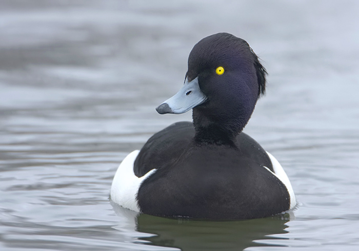 kuifeend, het mannetje.jpg